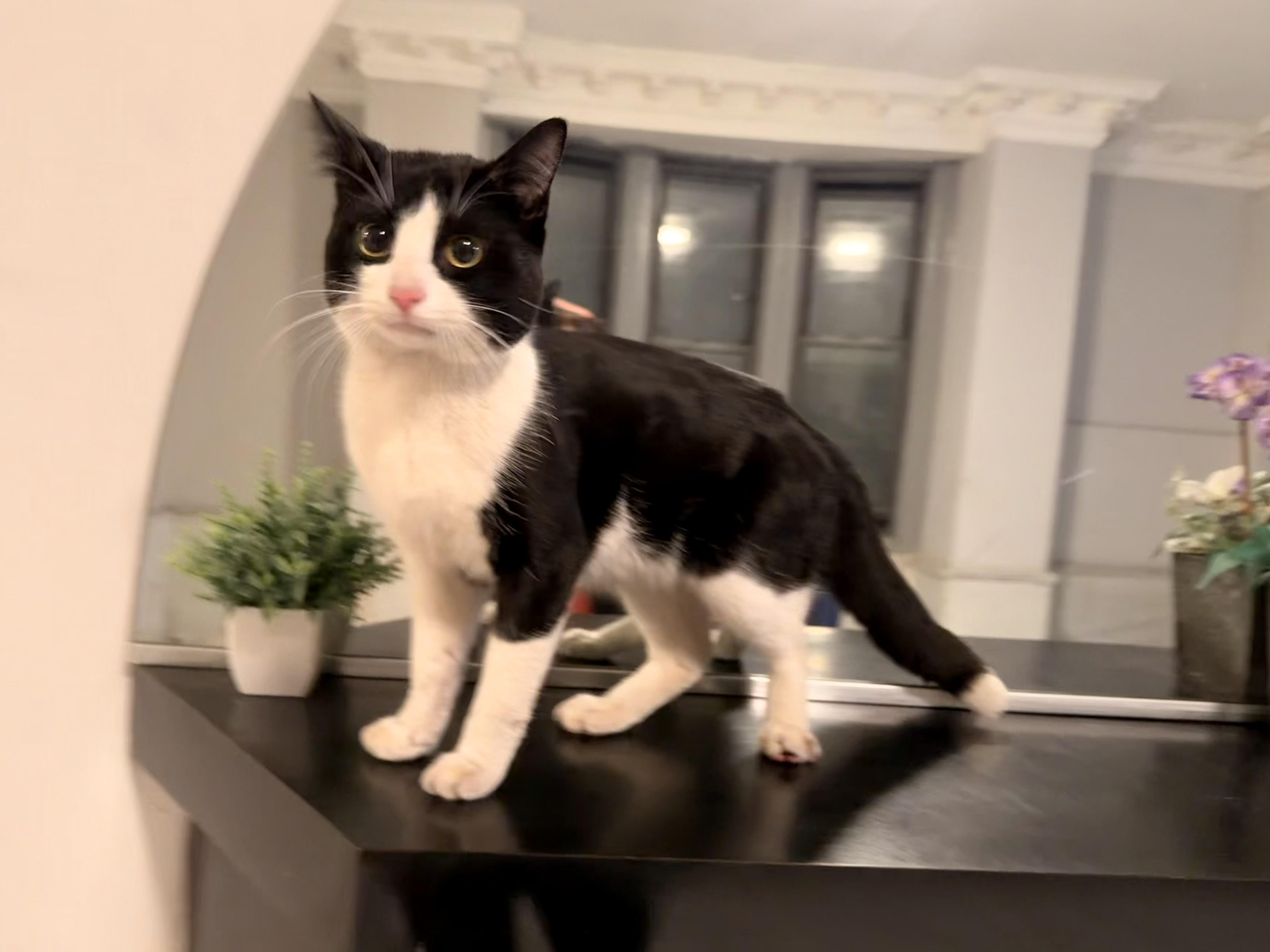 A young medium-sized male Tuxedo cat named Cosmos for adoption in New York, NY