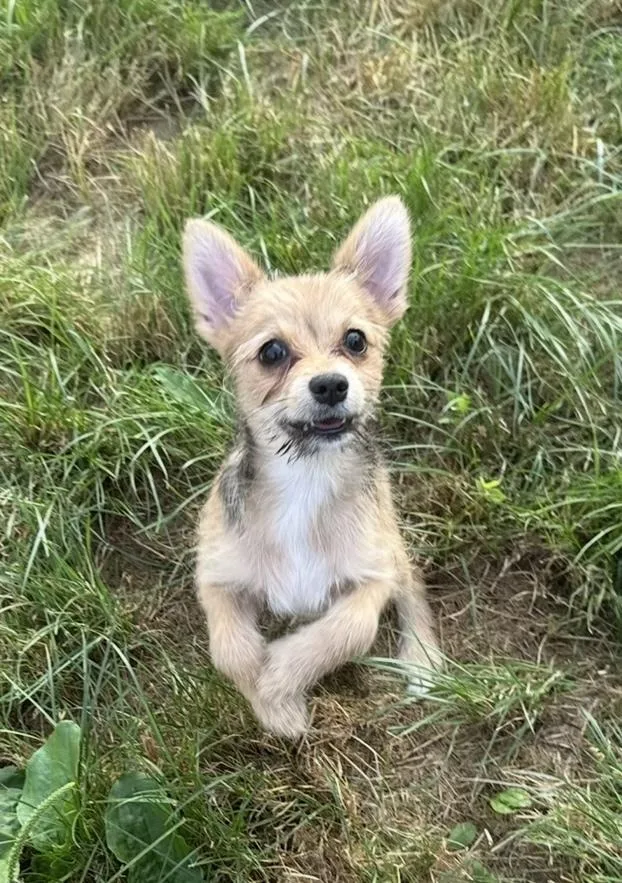 A baby small-sized female Yorkshire Terrier dog named Chloe for adoption in Cheektowaga, NY