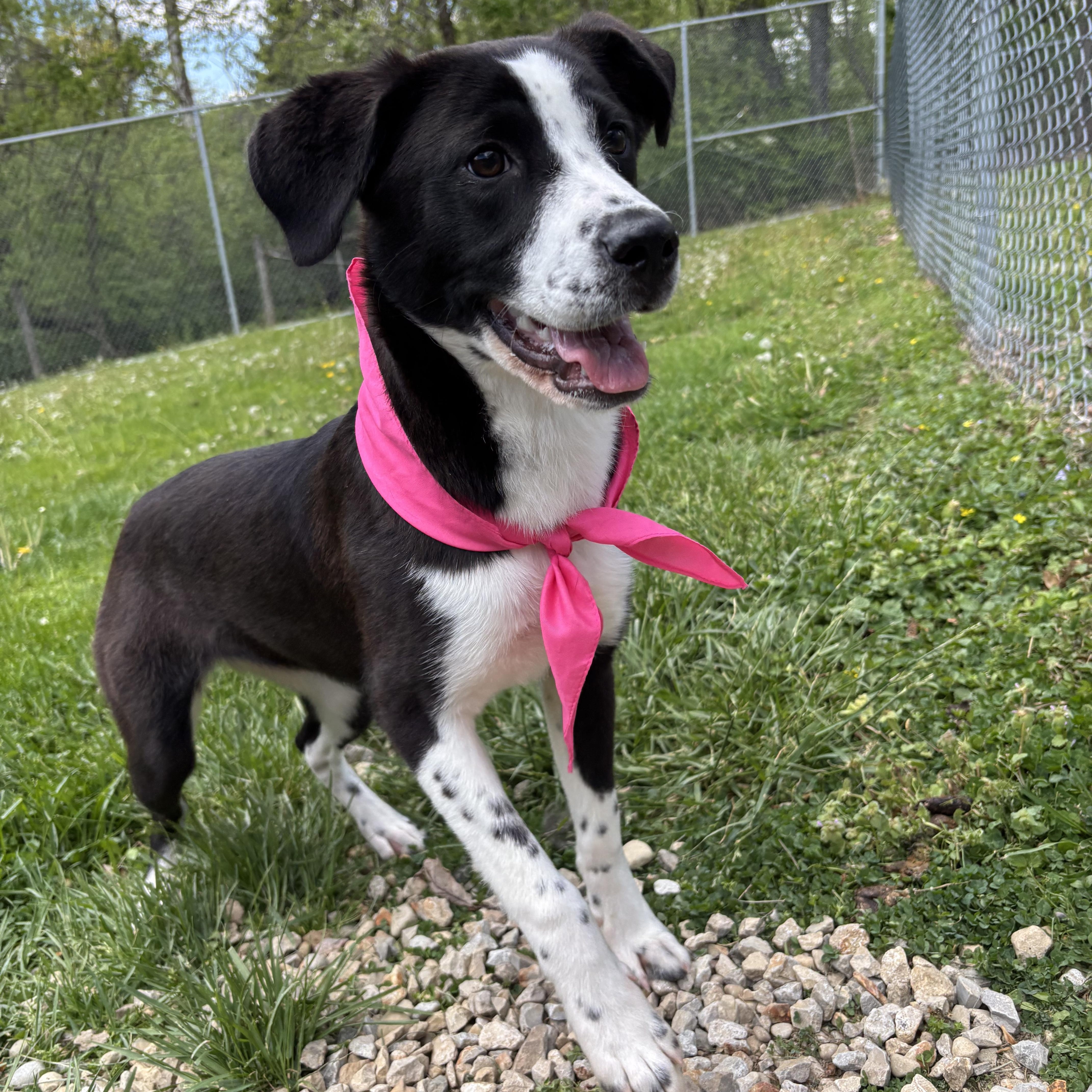 A baby medium-sized female Black Mixed Breed dog named Pie for adoption in Circleville, OH