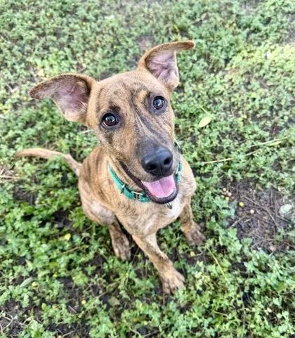 A young medium-sized female Brindle Mountain Cur dog named Bobby Sue for adoption in Inverness, FL