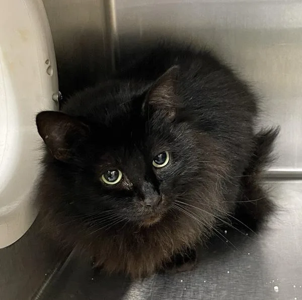 An adult medium-sized female Domestic Long Hair cat named Yoru for adoption in San Diego, CA