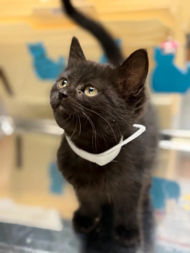 A baby small-sized female Domestic Short Hair cat named Lilliana for adoption in Algona, IA