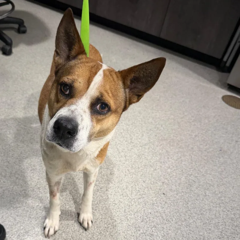 An adult medium-sized female White / Cream Hound dog named Deja for adoption in Tampa, FL