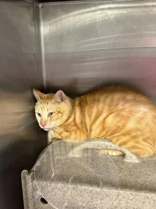 An adult large-sized male Domestic Short Hair cat named Matt for adoption in Lafayette, IN