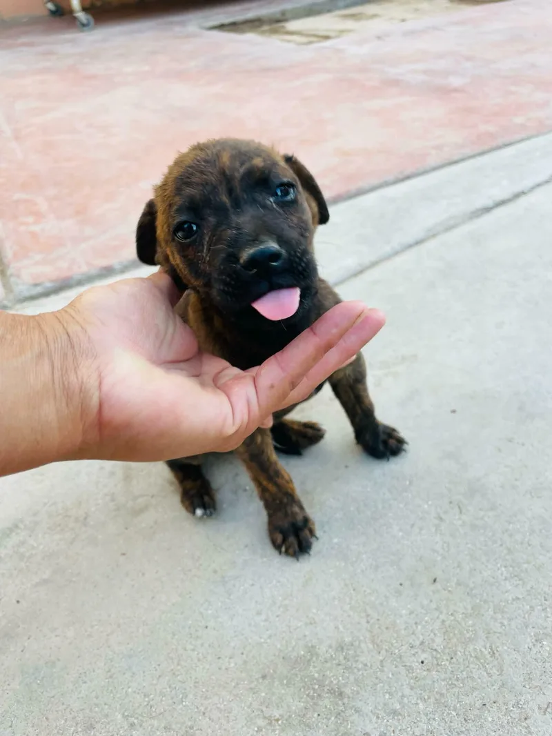 A baby small-sized male Boxer dog named Chip for adoption in santa monica, CA