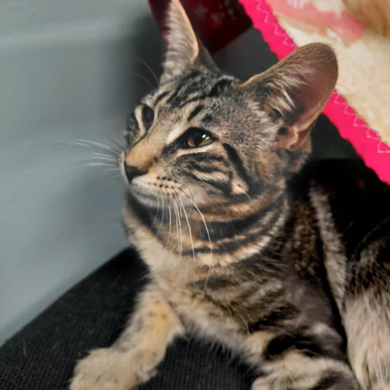 A baby small-sized female Brown / Chocolate Domestic Short Hair cat named Cherokee for adoption in Middlebury, VT