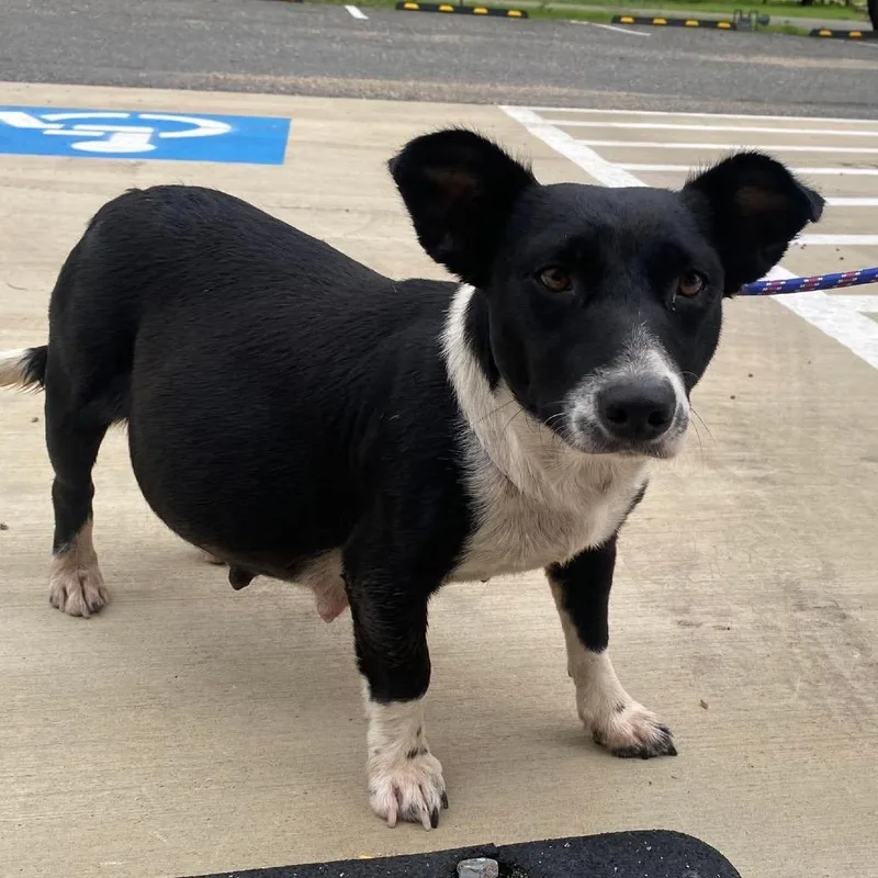 An adult small-sized female Black Cardigan Welsh Corgi dog named Snow White for adoption in Austin, TX