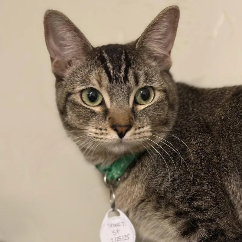 Shaak Ti thumbnail 2