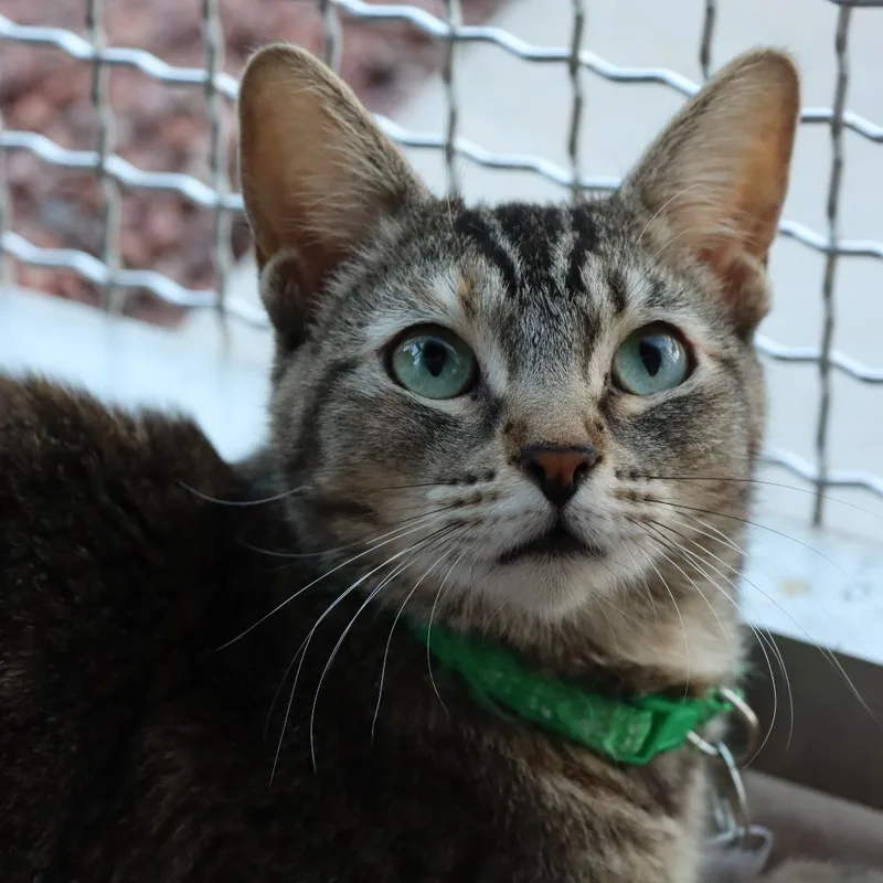 Shaak Ti thumbnail 3