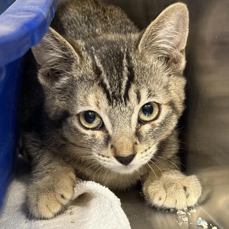 Shaak Ti thumbnail 4