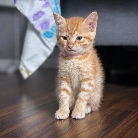A baby small-sized female Orange / Red Domestic Short Hair cat named Moxie Monroe for adoption in Fredericksburg, VA