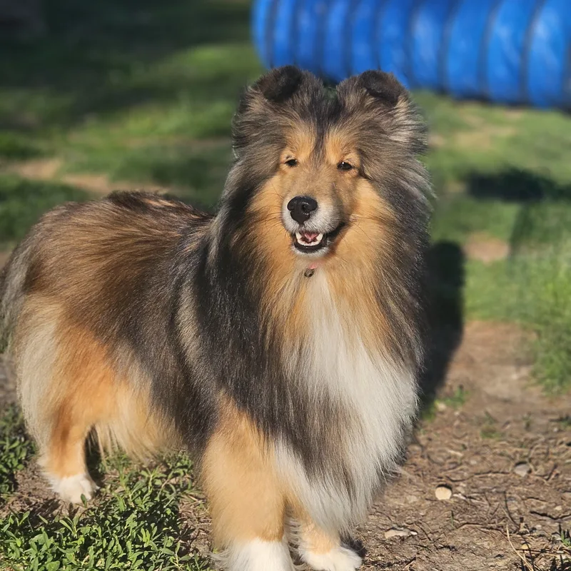 A young small-sized female Sable Shetland Sheepdog / Sheltie dog named Josie for adoption in Ramsey, IN