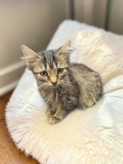A young medium-sized female Gray / Blue / Silver Domestic Medium Hair cat named Lynn for adoption in Sullivan, IN