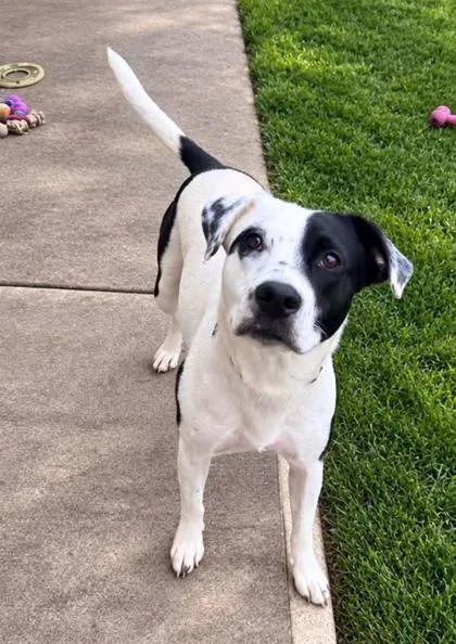 An adult medium-sized female Dalmatian dog named Freckles for adoption in Humboldt, IA