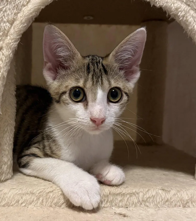 A baby medium-sized male Domestic Short Hair cat named Latte for adoption in Oviedo, FL