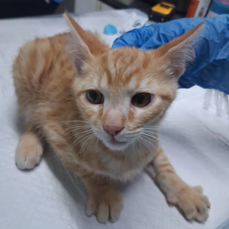 A baby small-sized male Orange / Red Domestic Short Hair cat named Spinx for adoption in Summerville, SC