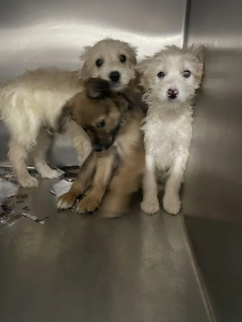 A baby small-sized male Smooth Collie dog named Flapjack for adoption in Knoxville, TN