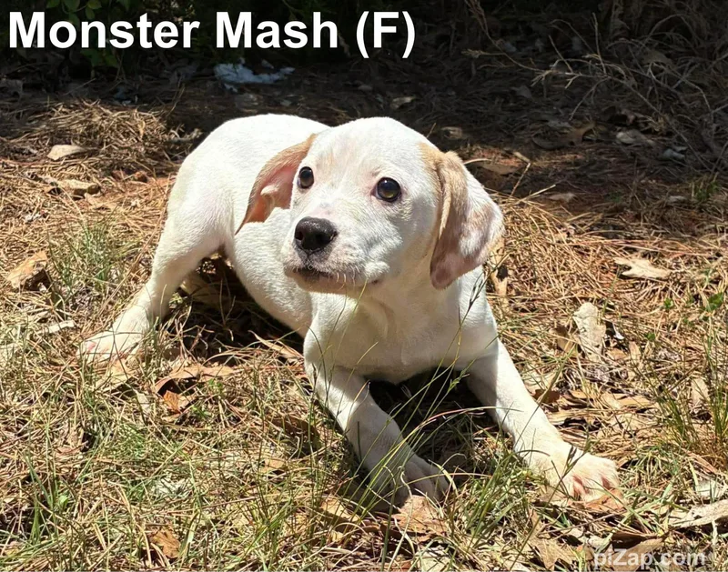 A baby medium-sized female White / Cream Hound dog named Monster Mash for adoption in Washington, GA