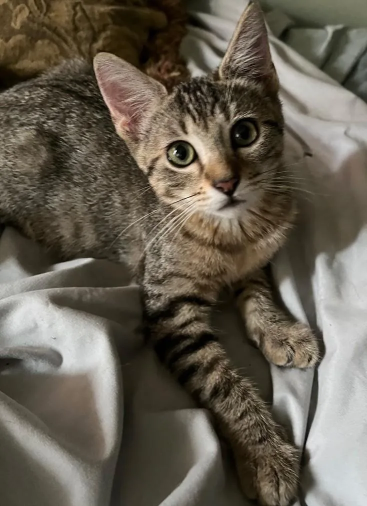 A baby small-sized female Tabby (Brown / Chocolate) Domestic Short Hair cat named Harper for adoption in San Antonio, TX