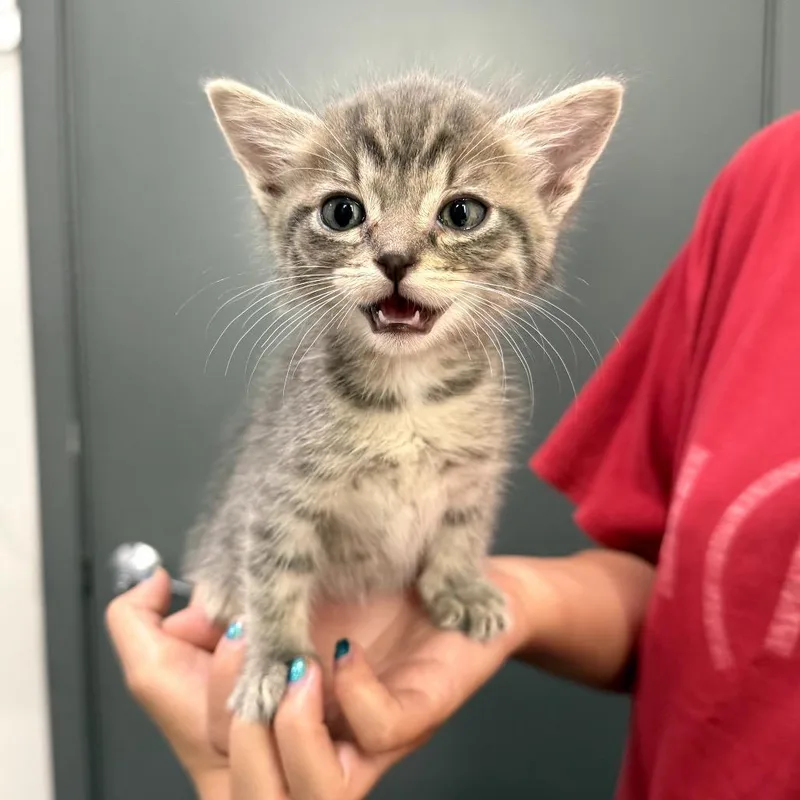 A baby small-sized female Gray / Blue / Silver Domestic Short Hair cat named Dipsy for adoption in Long Beach, CA