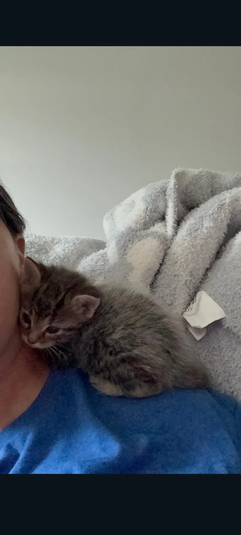 A baby medium-sized male Tabby (Tiger Striped) Domestic Short Hair cat named Jasper for adoption in Lewis Center, OH