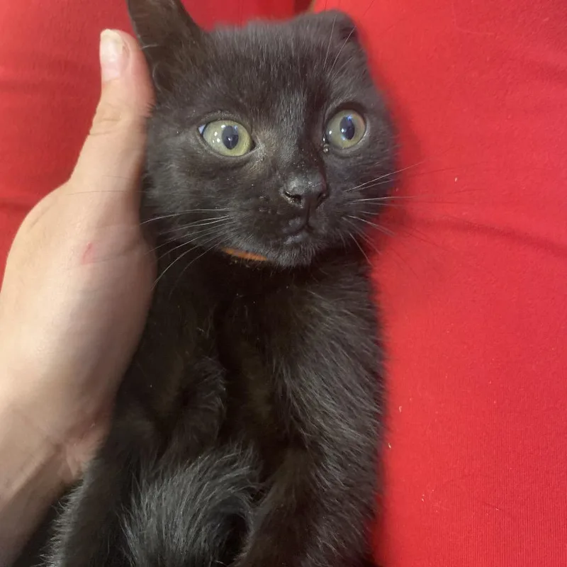 A baby small-sized male Black Domestic Short Hair cat named Socks for adoption in Pawling, NY