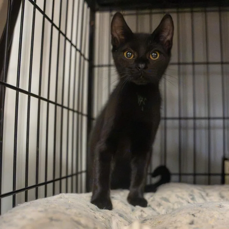 Socks thumbnail 3