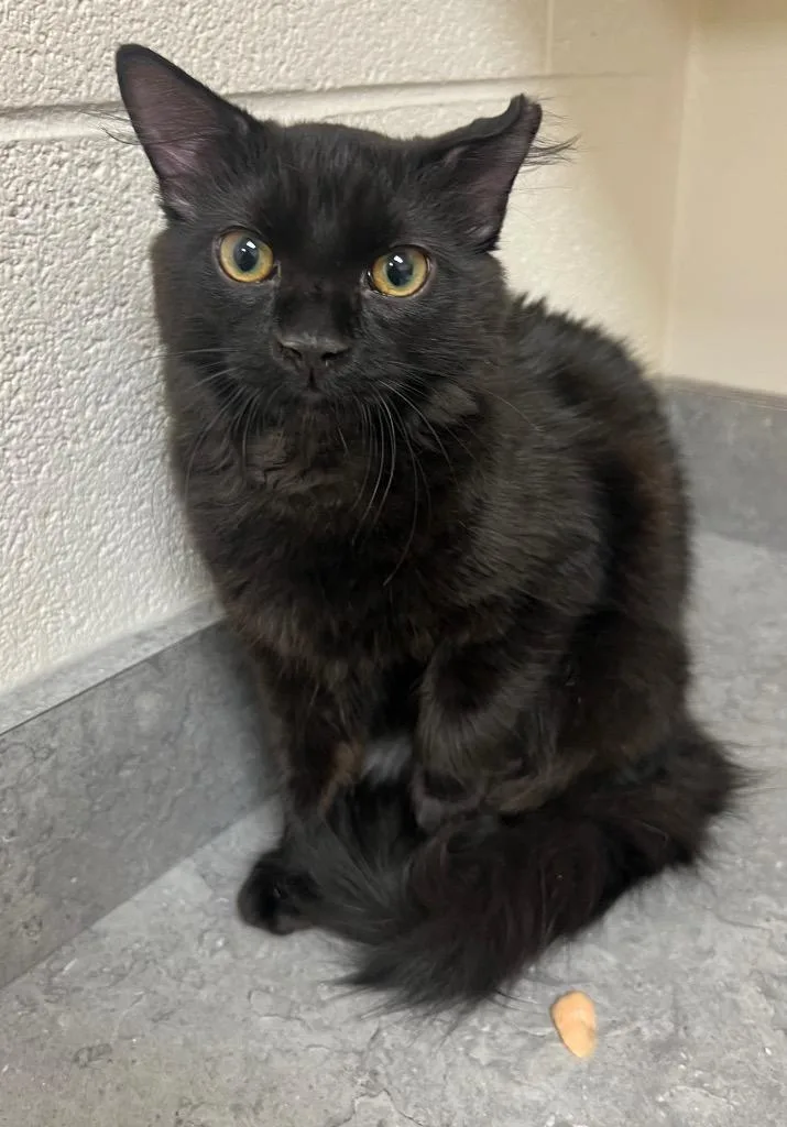 A baby medium-sized male Domestic Medium Hair cat named Jax for adoption in Greeneville, TN