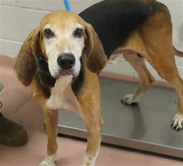 An adult large-sized male Mixed Breed dog named Sable for adoption in Columbia, SC