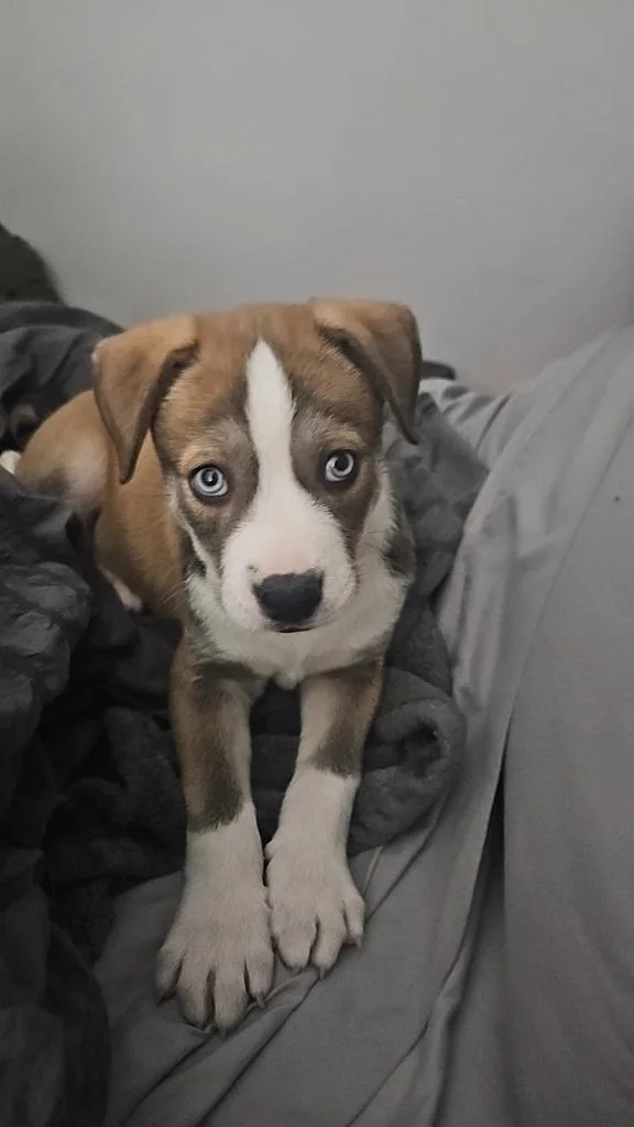 A baby small-sized male Shepherd dog named Ralph Furley for adoption in Twentynine Palms, CA
