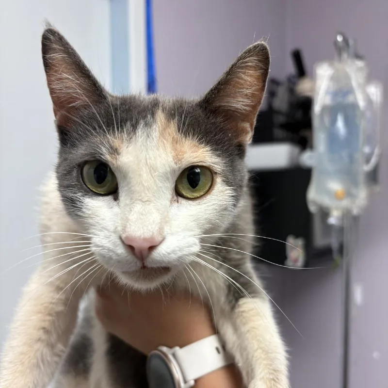 An adult medium-sized female Dilute Calico Domestic Short Hair cat named Neapolitan for adoption in Grass Valley, CA