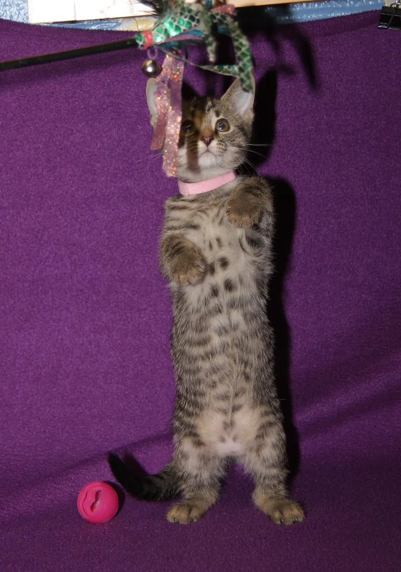 A baby medium-sized female Tabby (Brown / Chocolate) Tabby cat named Lute for adoption in Marietta, OH