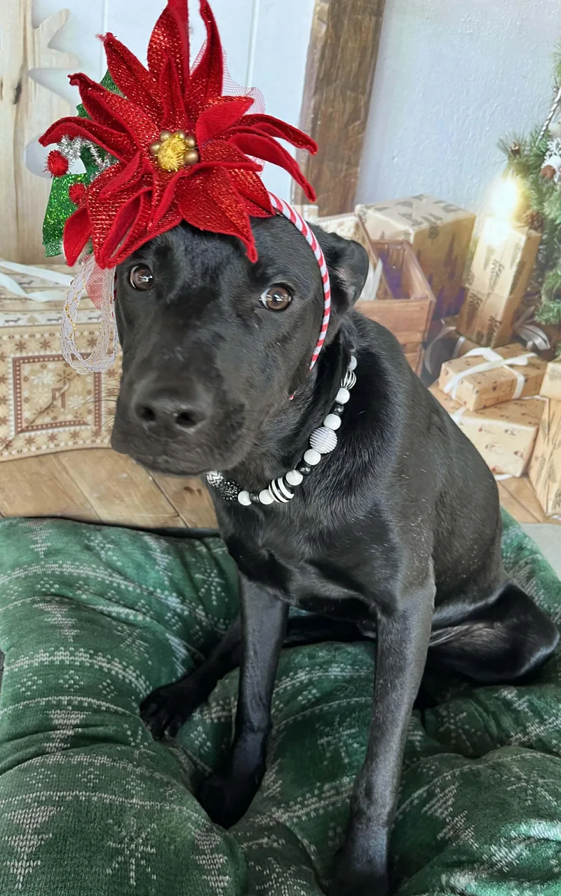 A young medium-sized female Black Boerboel dog named Covergirl for adoption in Pearland, TX