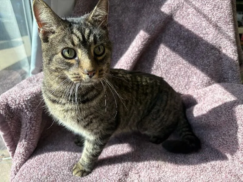 An adult medium-sized male Tabby (Brown / Chocolate) Domestic Short Hair cat named Voodoo for adoption in Warren, PA