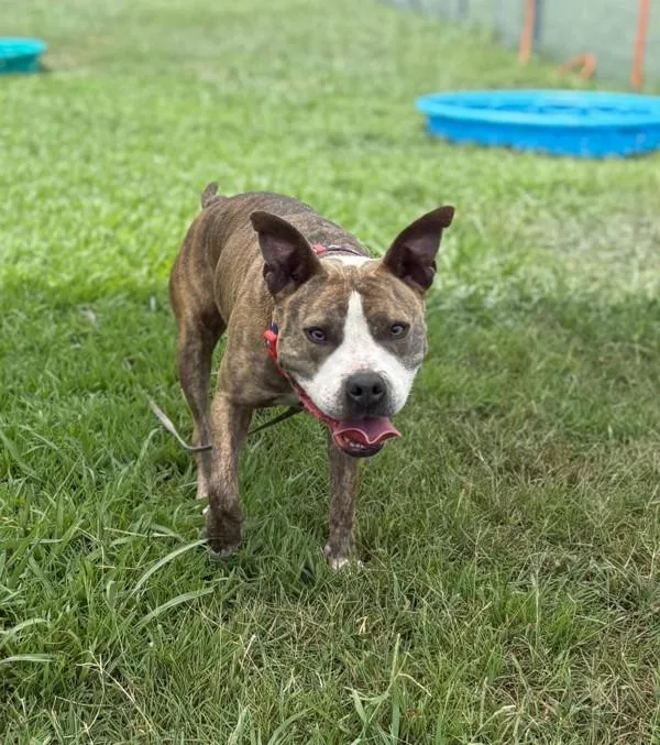 An adult large-sized female Pit Bull Terrier dog named Storm for adoption in Virginia Beach, VA