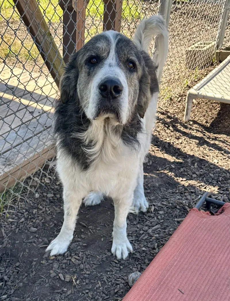 An adult large-sized male Gray / Blue / Silver Great Pyrenees dog named Ruger for adoption in Pacific, MO