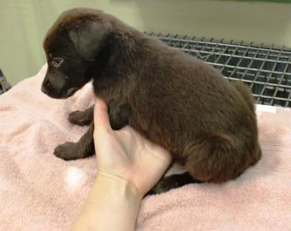 A baby large-sized female Labrador Retriever dog named Cece for adoption in Picayune, MS