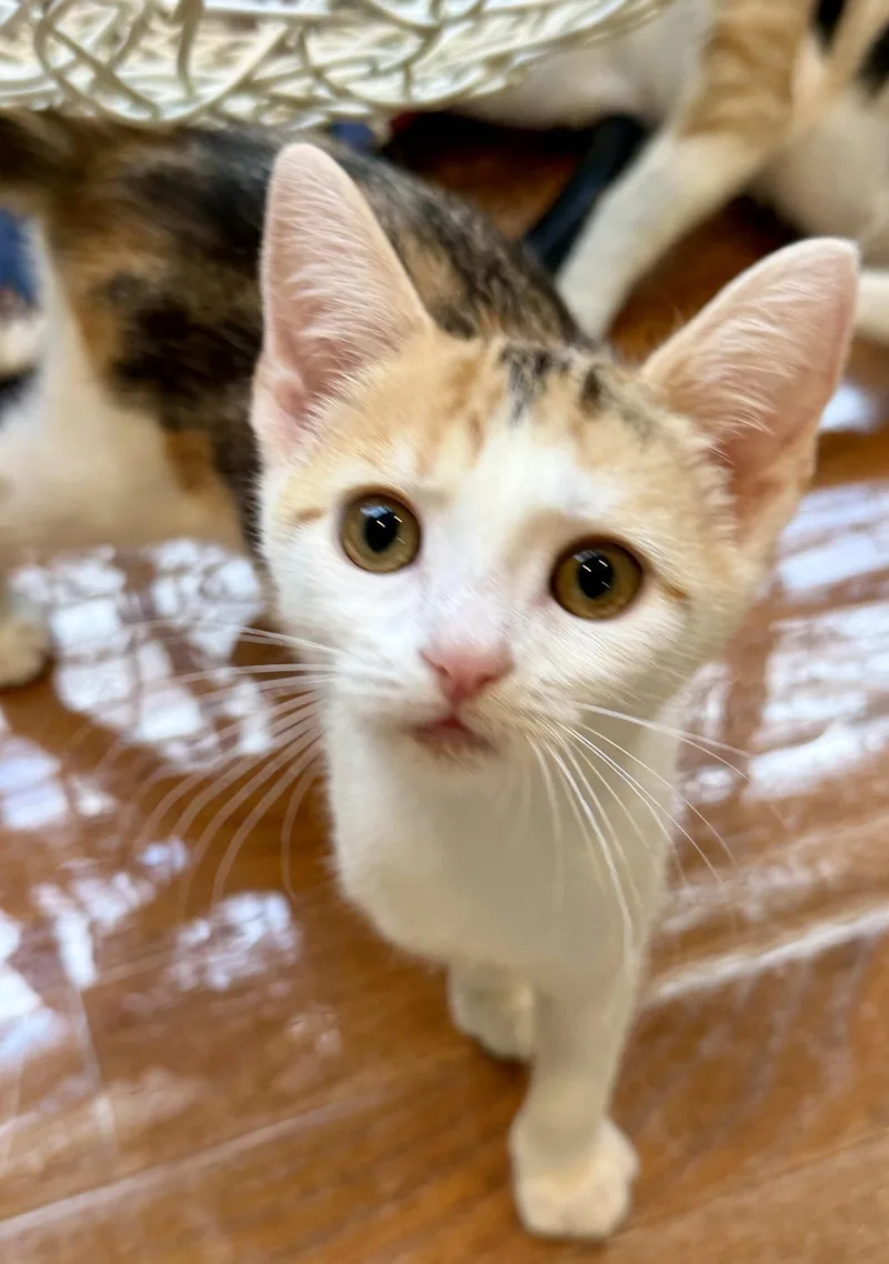 A baby medium-sized female Domestic Short Hair cat named TikTok for adoption in Trenton, NJ