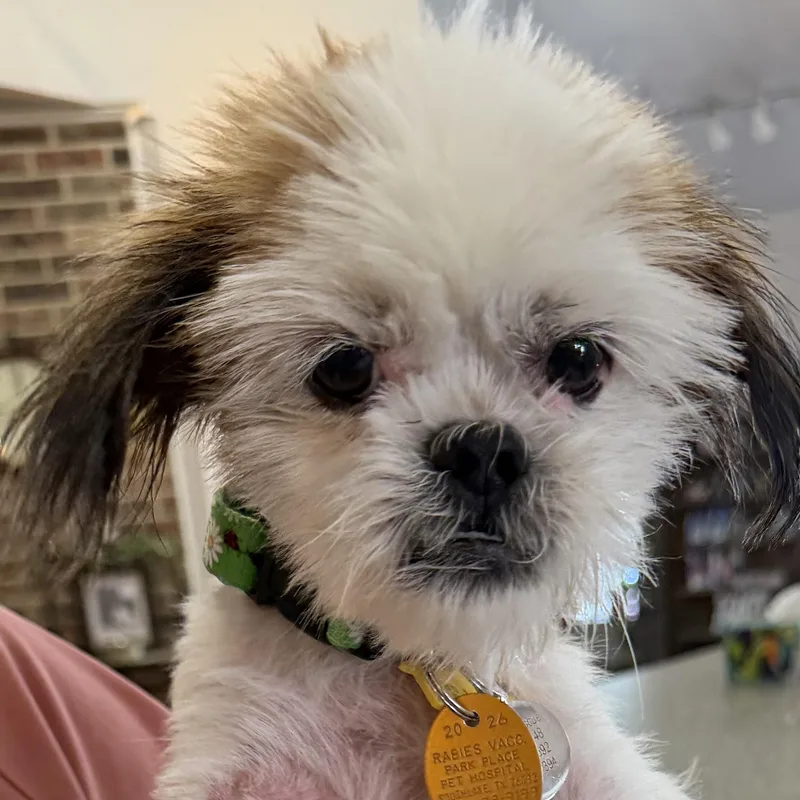 A young small-sized female Shih Tzu dog named Sage Field for adoption in Plano, TX