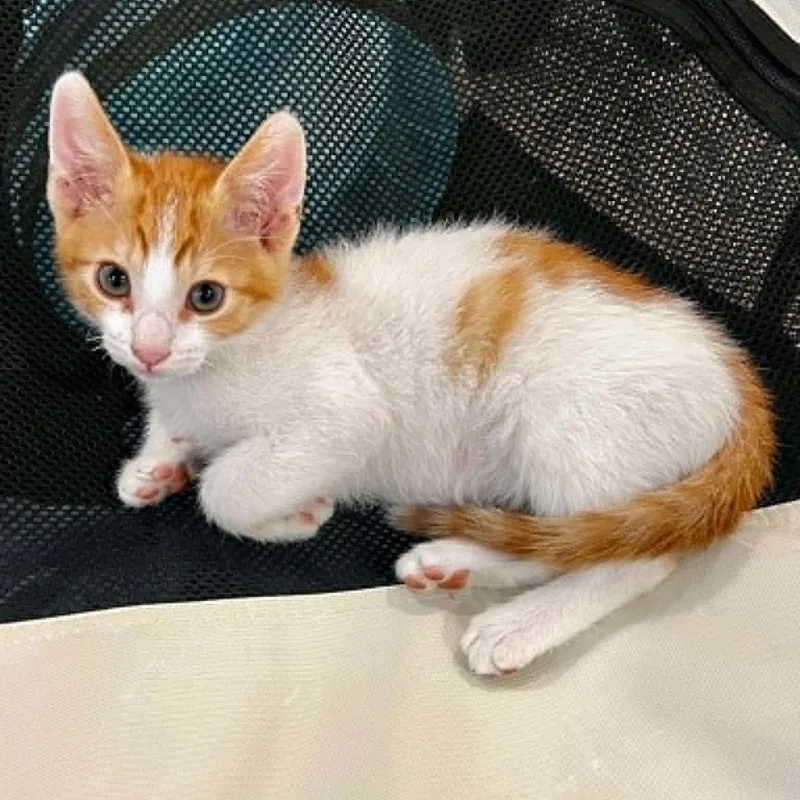 A baby small-sized male Orange & White Domestic Short Hair cat named Parker for adoption in Antioch, CA