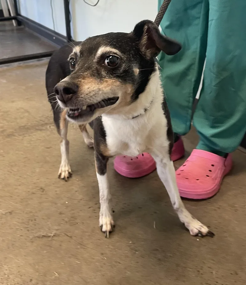 A senior small-sized female Tricolor (Brown, Black, & White) Rat Terrier dog named Lily for adoption in Mishawaka, IN