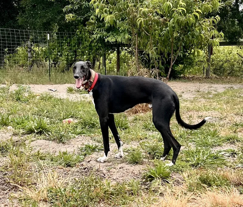 An adult large-sized male Black Greyhound dog named Cy for adoption in Santa Rosa, CA