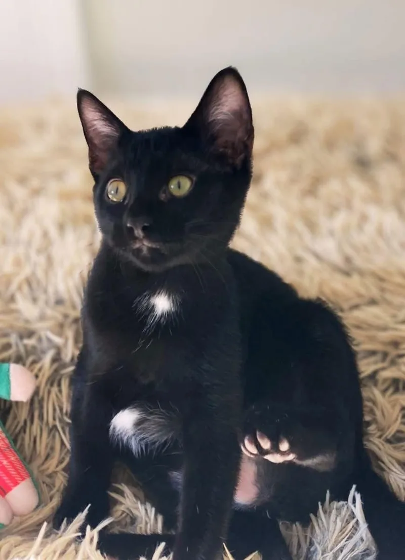 Otis Redding thumbnail 2