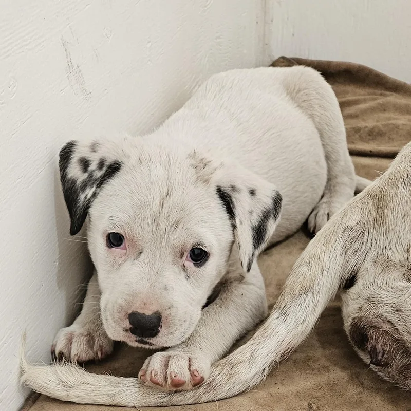 A baby medium-sized female Dalmatian dog named Maggie for adoption in Newport Beach, CA