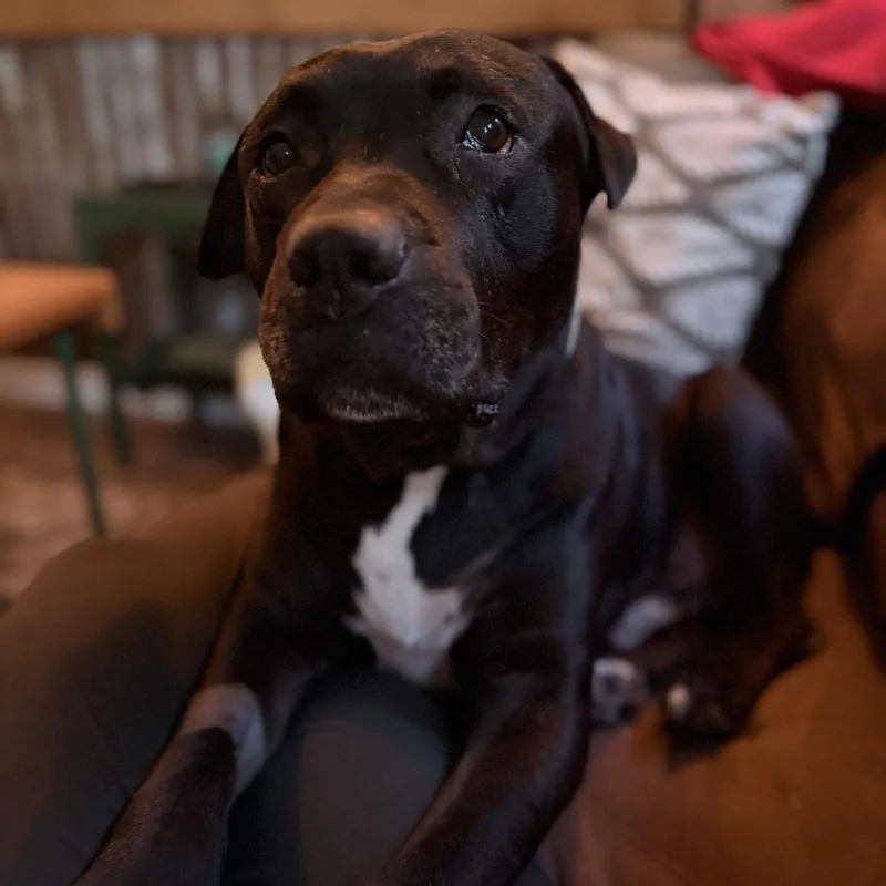 An adult large-sized male Black Labrador Retriever dog named Winslow for adoption in New Orleans, LA
