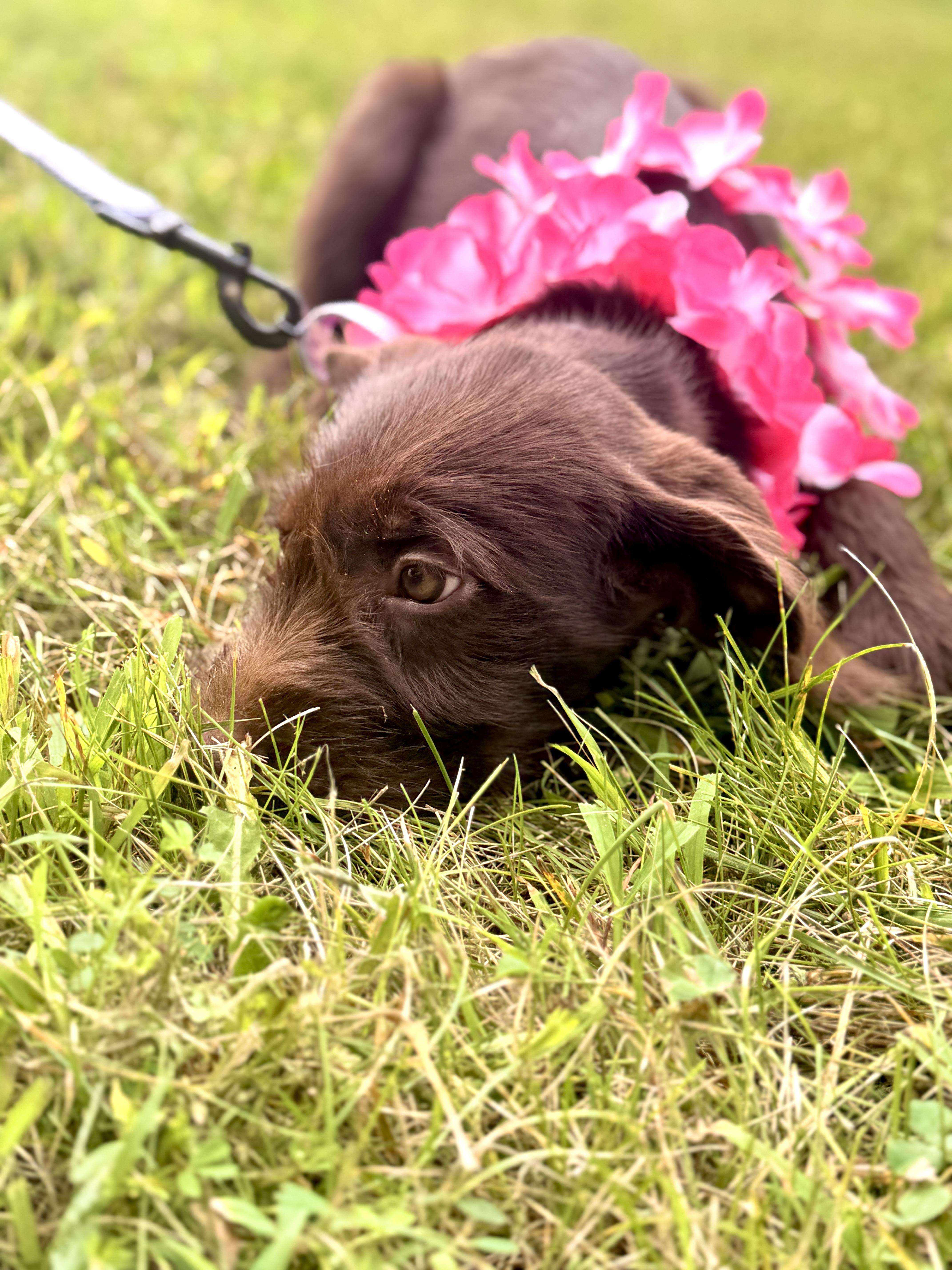 A baby small-sized female Brown / Chocolate Goldendoodle dog named Blossom for adoption in Gradyville, KY