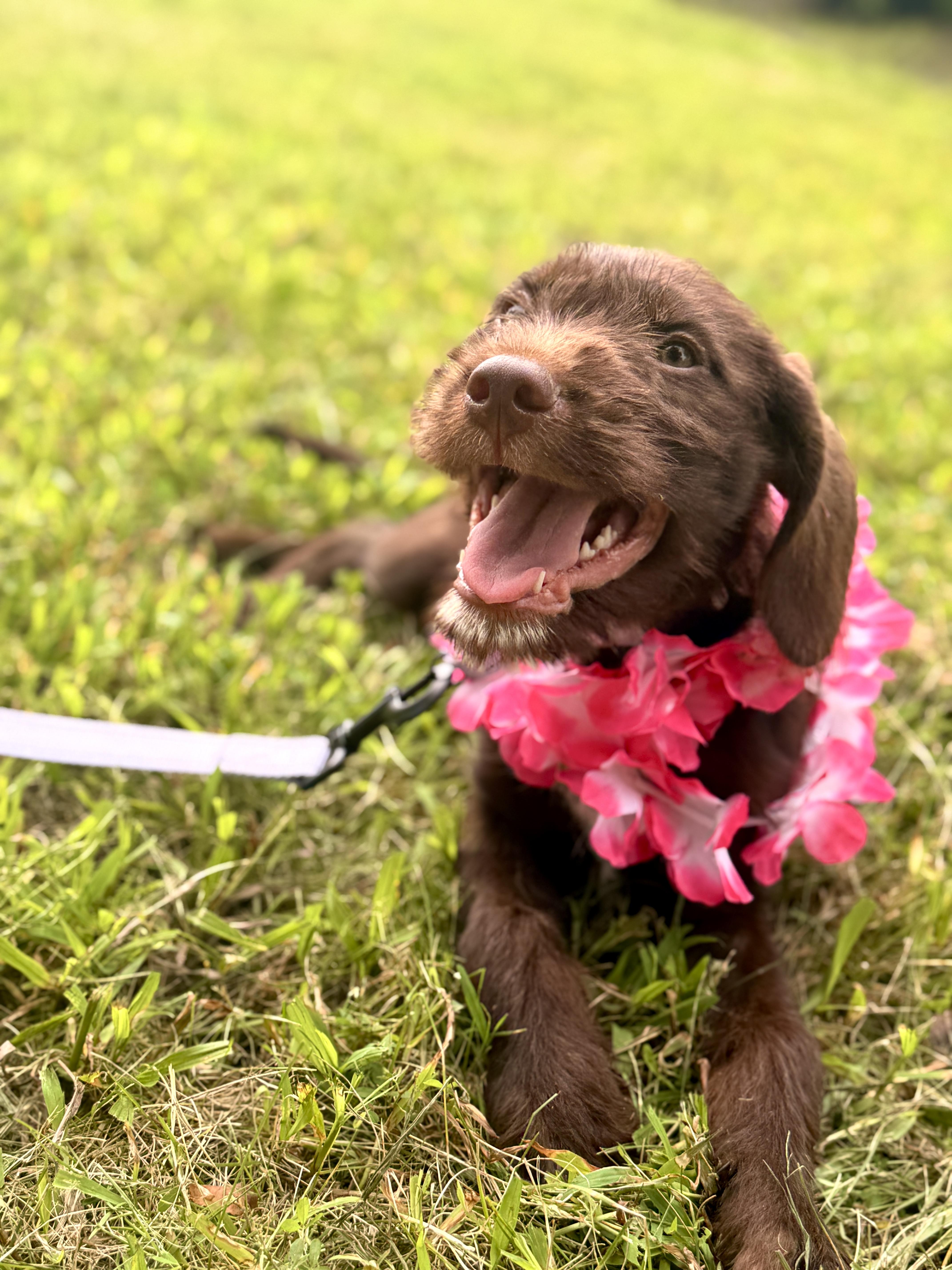 Blossom thumbnail 3