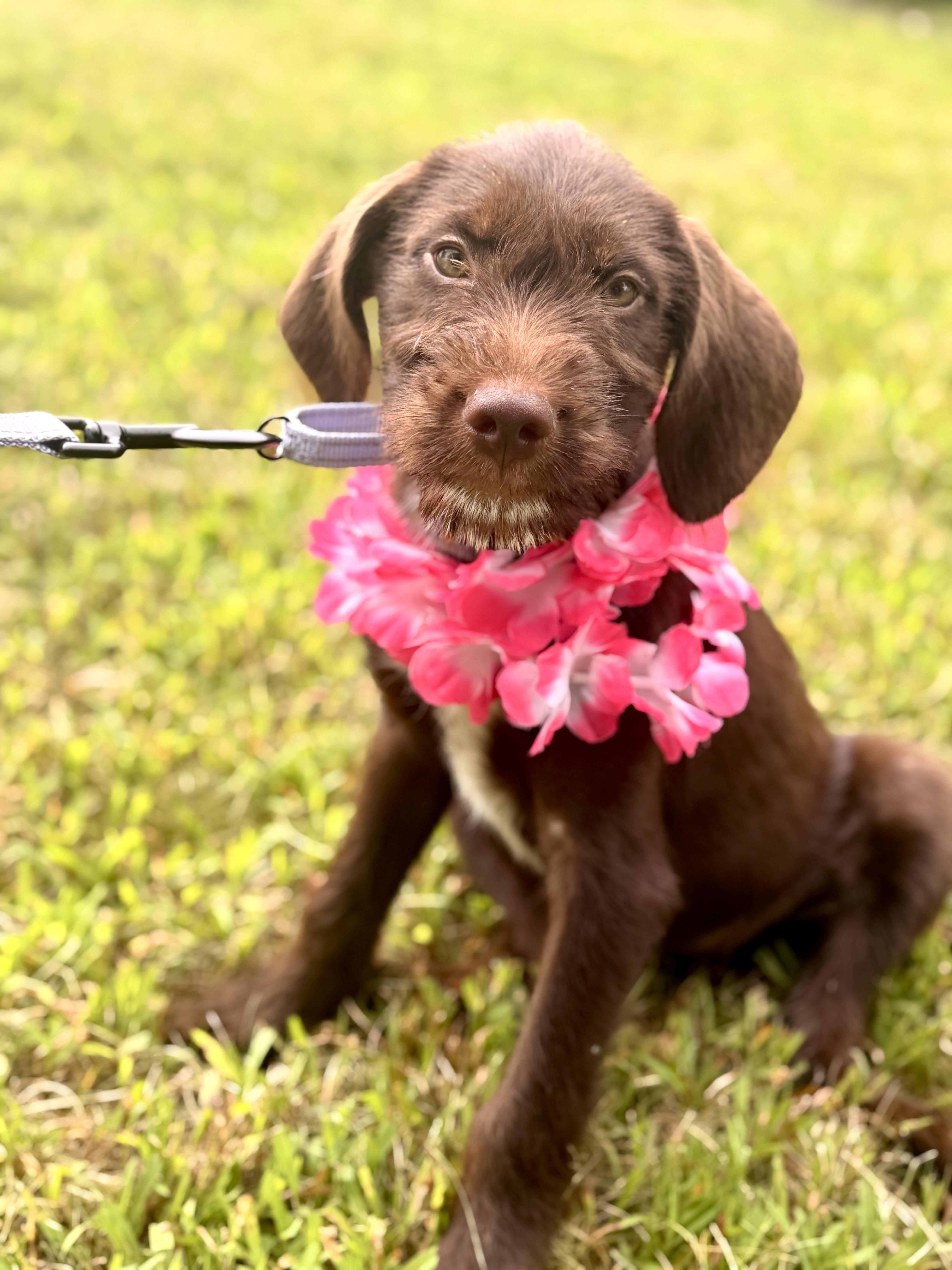 Blossom thumbnail 4