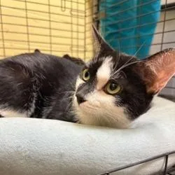 An adult medium-sized female Black Domestic Short Hair cat named Ruby for adoption in New York, NY