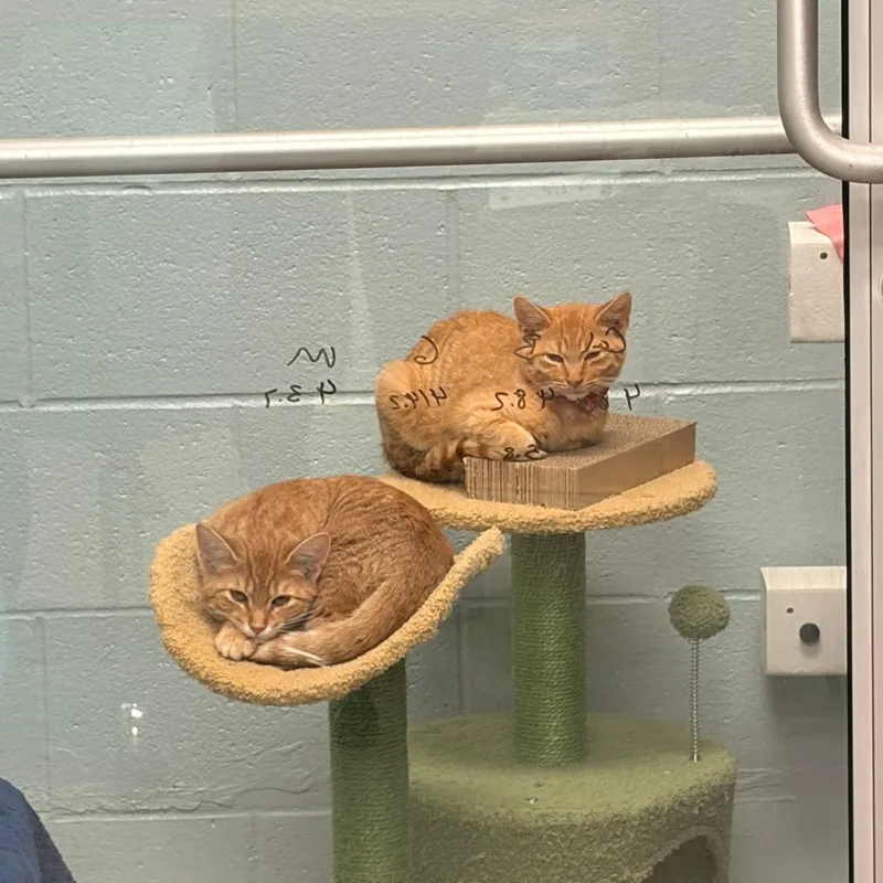 A baby small-sized male Orange / Red Domestic Short Hair cat named Cal for adoption in Grand Rapids, MI